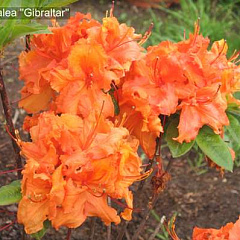 Рододендрон листопадный "Гибралтар" (Gibraltar)